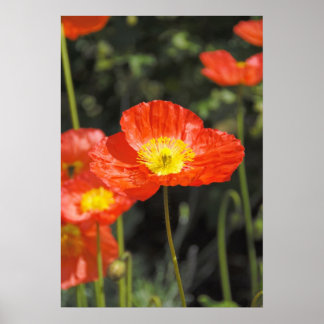 Póster Adormidera 1