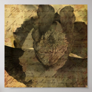 Póster Adormidera 3