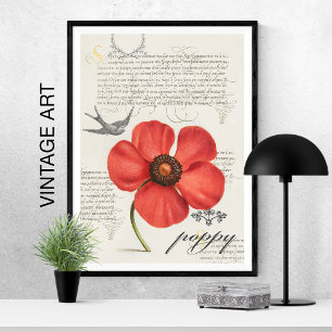 Póster Adormidera Roja Vintage de mano 🌸 cometa de cola