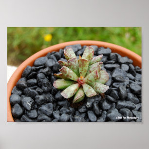 Póster Adromischus, planta suculenta