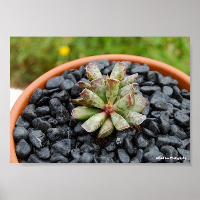 Póster Adromischus, planta suculenta (Frente)