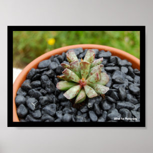 Póster Adromischus, planta suculenta