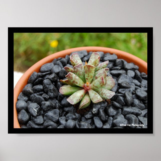 Póster Adromischus, planta suculenta (Frente)