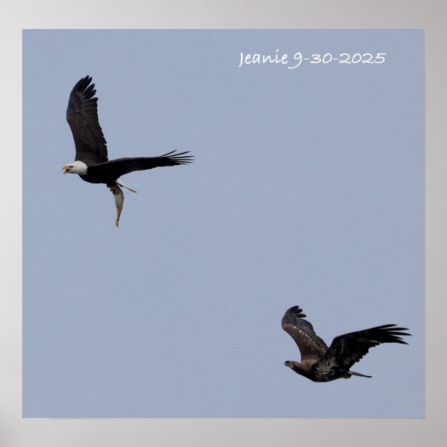 Póster Adult and immature eagles (Frente)