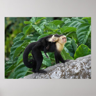 Póster Adult Capuchin Monkey Carrying Baby On Its Back