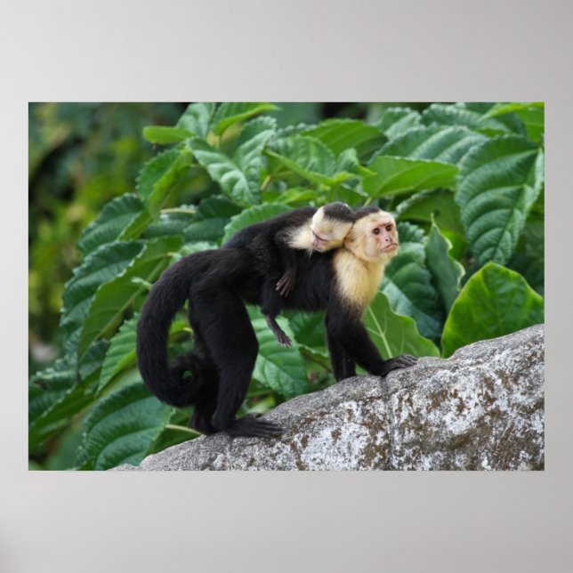 Póster Adult Capuchin Monkey Carrying Baby On Its Back (Frente)