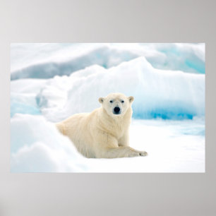 Póster Adult polar bear large boar on the summer ice