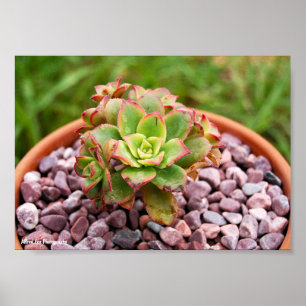 Póster Aeonium Haworthii, Planta Suculenta de Haworth