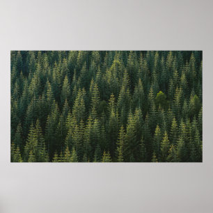 PÓSTER AERIAL PHOTOGRAPHY OF FOREST