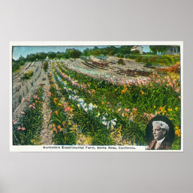 Póster Aerial View of Burbanks Experimental Farm (Frente)