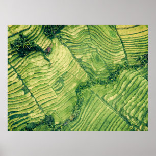 Póster Aerial view of green field