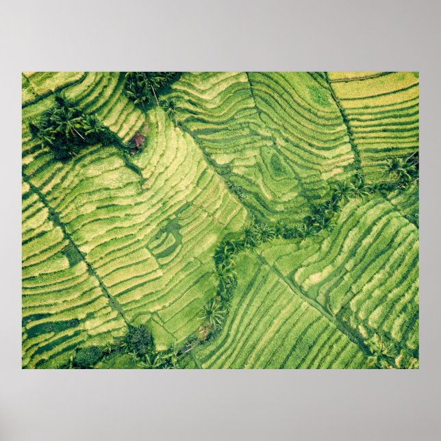 Póster Aerial view of green field (Frente)