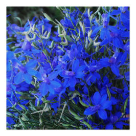 Póster Aestética azul Lobelia floración cottagecore garde