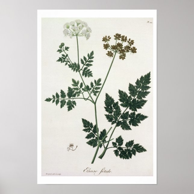 Póster Aethusa Cynapium de 'Phytographie Medicale' de J. (Frente)