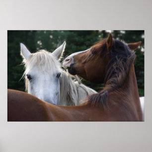 Póster Afecto del caballo - poster