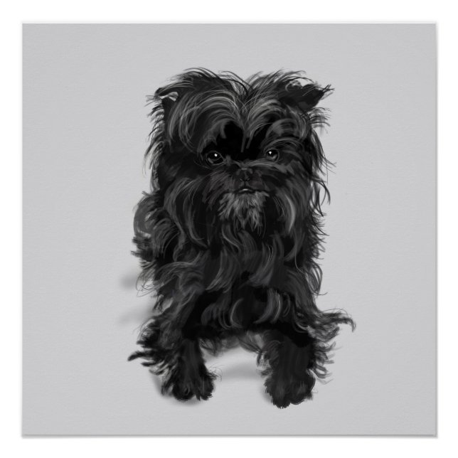 Póster Affenpinscher (Anverso)