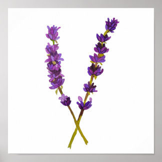 Póster Affiche, poster lavande aquarelle