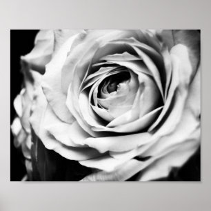 Póster Afianzado Rosa de B&W