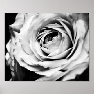 Póster Afianzado Rosa de B&W