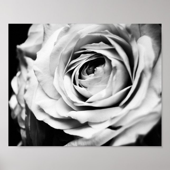 Póster Afianzado Rosa de B&W (Frente)