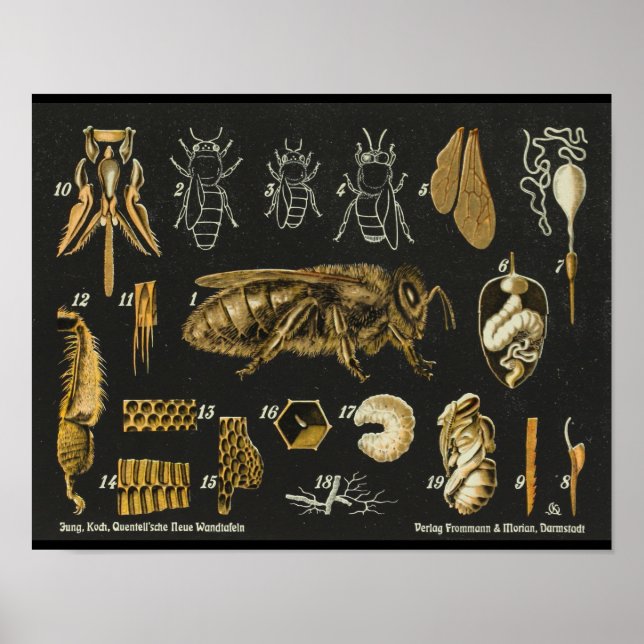 Póster Afiche de cosecha de insectos de anatomía de miel (Frente)