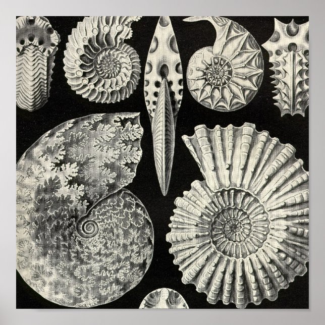 Póster Afiche de época (Frente)