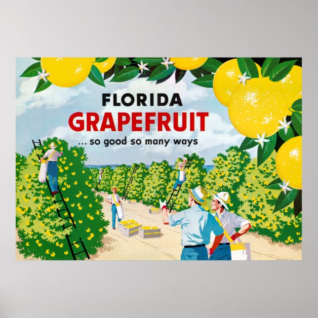Póster Afiche de época de Florida Grapefruit 1930 (Frente)