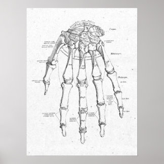 Póster Afiche de época de los huesos de mano de la anatom