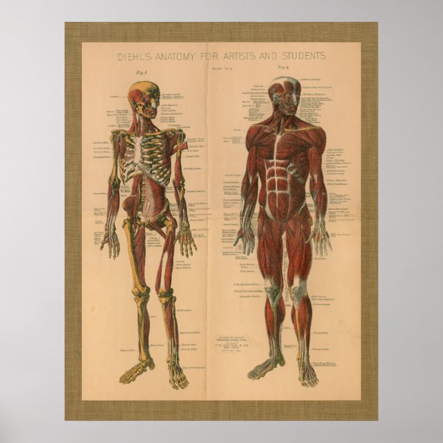 Póster Afiche de la cosecha de 1888 Skeleton Muscle Anato (Frente)