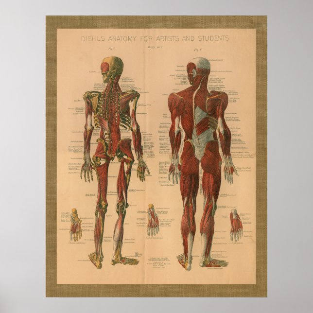Póster Afiche de la cosecha de la anatomía muscular esque (Frente)