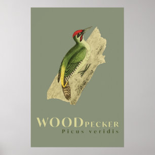 Póster Afiche de la cosecha del pájaro carpintero verde