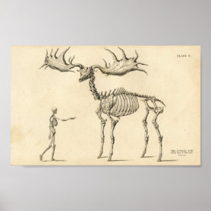 Póster Afiche de la cosecha masculina de Moose