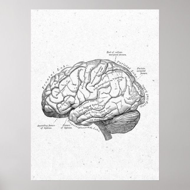 Póster Afiche de la vieja anatomía del cerebro (Frente)