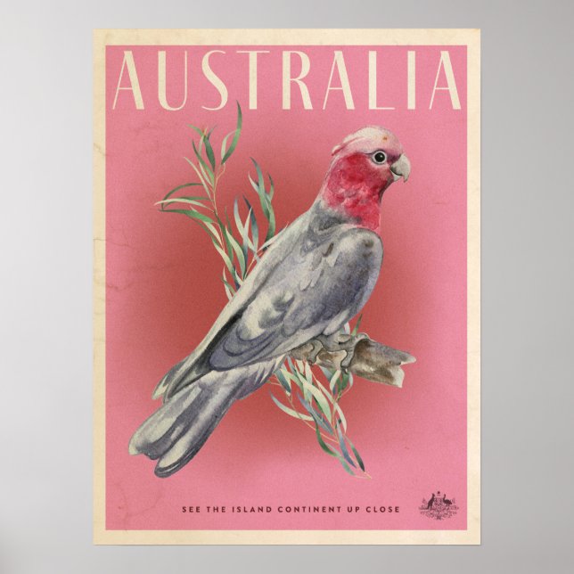 Póster Afiche de viaje de Viintage Australian Parott (Frente)