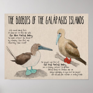 Póster Afiche de viajes: Aves de las Islas Galápagos