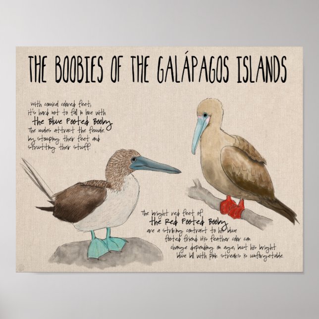 Póster Afiche de viajes: Aves de las Islas Galápagos (Frente)