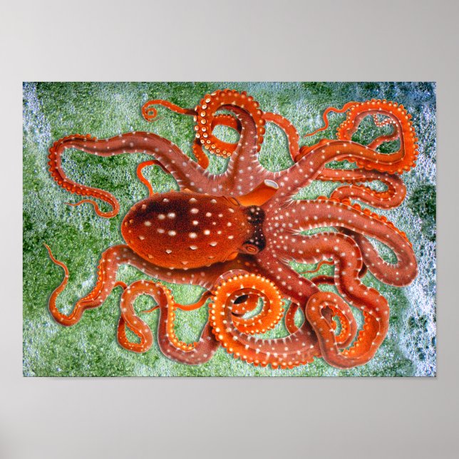 Póster Afiche Octopus Ocean Vintage (Frente)
