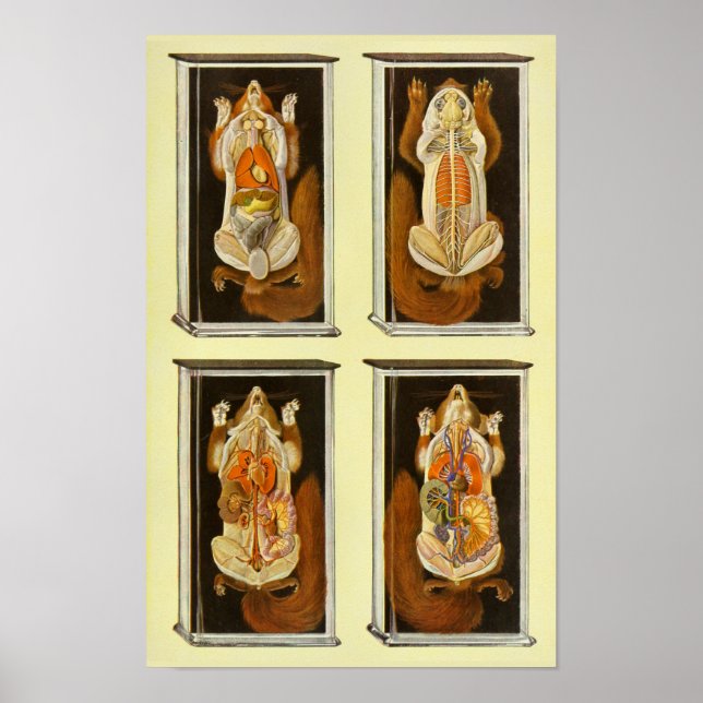 Póster Afiche veterinario de la anatomía de la ardilla ro (Frente)