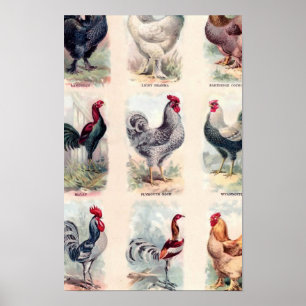 Póster Afiche vintage de la raza del pollo