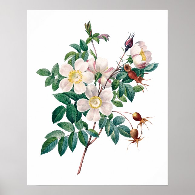 Póster Afiche vintage de rosas blancas (Frente)