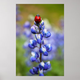 Póster Afortunadas Lady Bugs