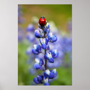 Póster Afortunadas Lady Bugs
