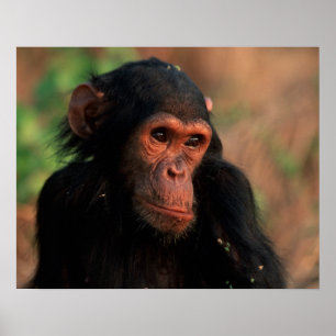 Póster África, África oriental, Tanzania, Gombe Nacional 