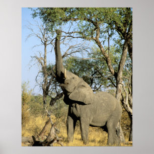 Póster África, Botsuana, Delta del Okavango. Africano 2
