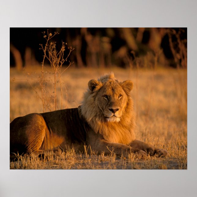 Póster África, Botsuana, Delta del Okavango. León (Panthe (Frente)
