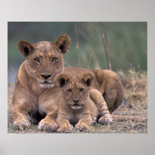 Póster África, Botsuana, Delta del Okavango. Leones