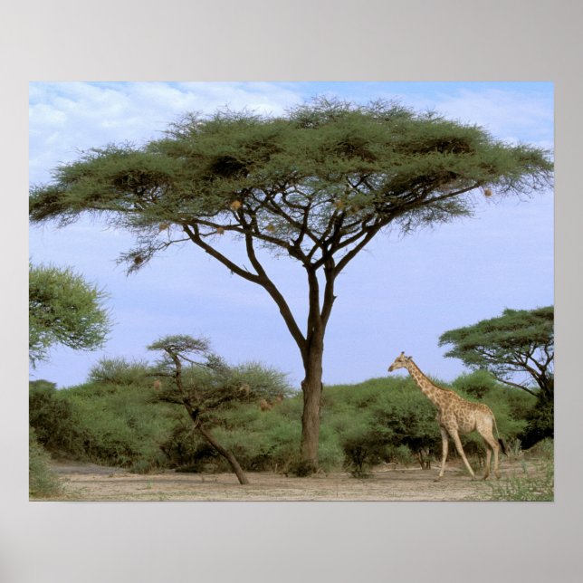 Póster África, Botsuana, Delta del Okavango. Meridional (Frente)