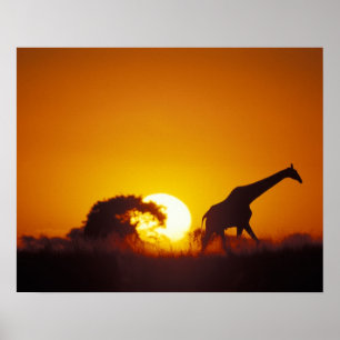 Póster África, Botsuana, Parque Nacional Chobe, Jirafa 2