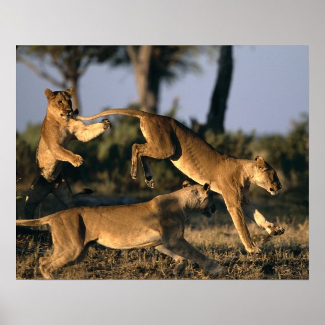Póster África, Botsuana, Parque Nacional Chobe, Leonas (Frente)