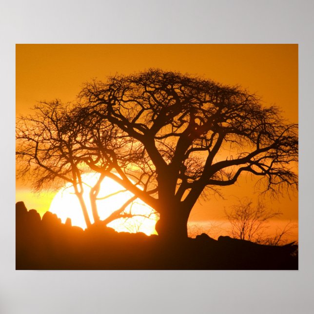 Póster África, Botsuana, poniendo siluetas solares Baobab (Frente)